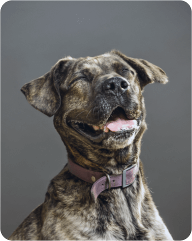 Smiling dog.