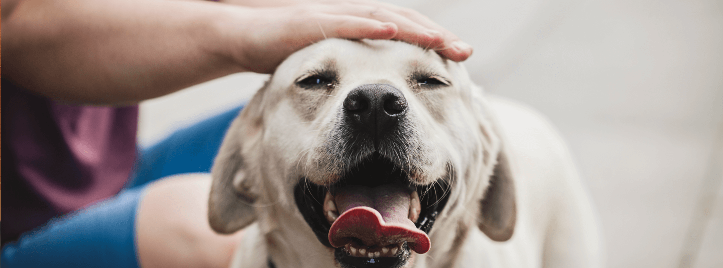 A white lab breathing heavily