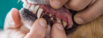 A vet revealing plaque and tartar on a dog's teeth