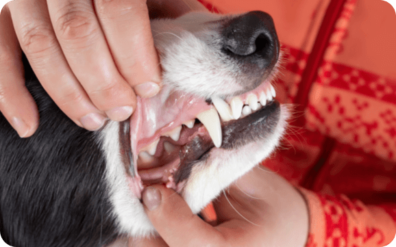 Person opening dog's mouth, exposing their gums