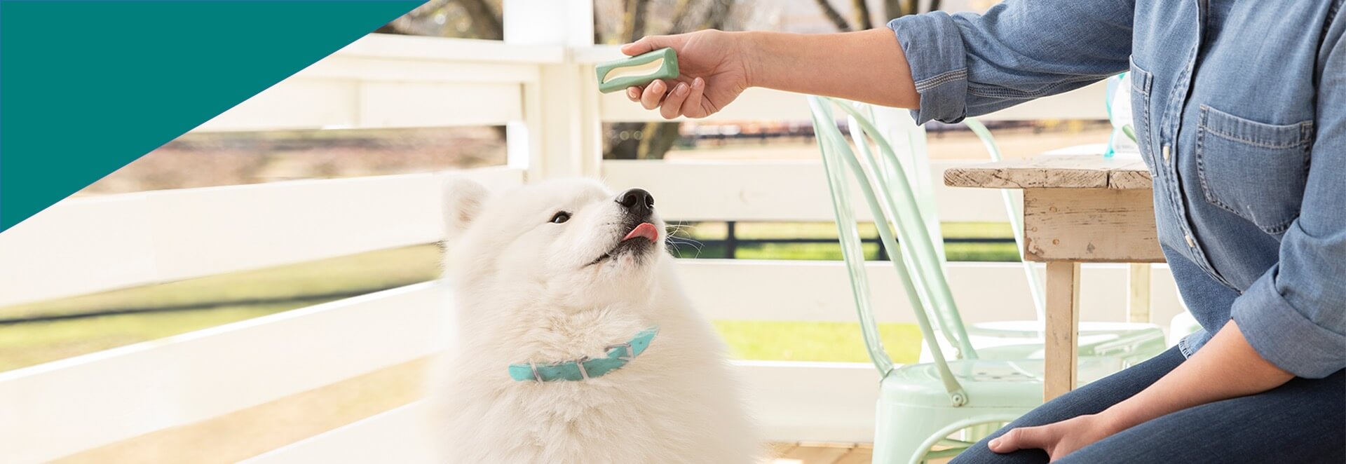 A fluffy white dog gets an OraVet treat 